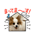 パピヨンのぴのちゃんのスタンプ♡9（個別スタンプ：1）