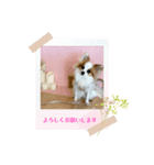 パピヨンのぴのちゃんのスタンプ♡9（個別スタンプ：6）