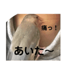 桜文鳥わすけヒナわす時代（個別スタンプ：4）