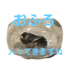 桜文鳥わすけヒナわす時代（個別スタンプ：6）