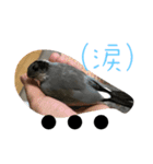 桜文鳥わすけヒナわす時代（個別スタンプ：13）