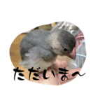 桜文鳥わすけヒナわす時代（個別スタンプ：16）