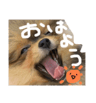 日常で使えそうな陽（はる）スタンプ（個別スタンプ：1）
