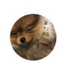 日常で使えそうな陽（はる）スタンプ（個別スタンプ：7）