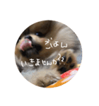 日常で使えそうな陽（はる）スタンプ（個別スタンプ：11）