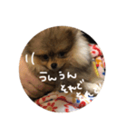 日常で使えそうな陽（はる）スタンプ（個別スタンプ：13）