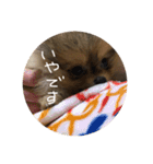 日常で使えそうな陽（はる）スタンプ（個別スタンプ：16）