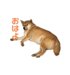 きつねよりの犬（個別スタンプ：1）