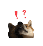 きつねよりの犬（個別スタンプ：3）