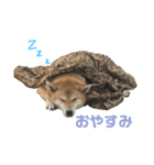 きつねよりの犬（個別スタンプ：4）