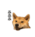 きつねよりの犬（個別スタンプ：5）