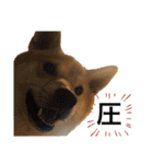 きつねよりの犬（個別スタンプ：6）
