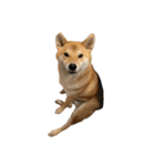 きつねよりの犬（個別スタンプ：7）