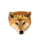 きつねよりの犬（個別スタンプ：8）