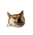 きつねよりの犬（個別スタンプ：9）