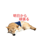 きつねよりの犬（個別スタンプ：10）