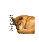 きつねよりの犬（個別スタンプ：11）
