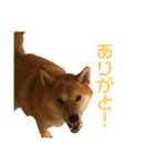 きつねよりの犬（個別スタンプ：14）