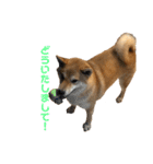 きつねよりの犬（個別スタンプ：15）