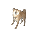 きつねよりの犬（個別スタンプ：17）