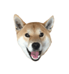 きつねよりの犬（個別スタンプ：18）