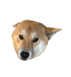 きつねよりの犬（個別スタンプ：19）