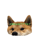 きつねよりの犬（個別スタンプ：20）