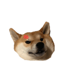 きつねよりの犬（個別スタンプ：21）