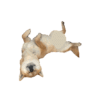 きつねよりの犬（個別スタンプ：22）