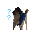 きつねよりの犬（個別スタンプ：23）