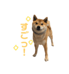 きつねよりの犬（個別スタンプ：24）