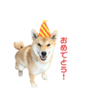 きつねよりの犬（個別スタンプ：25）