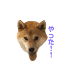 きつねよりの犬（個別スタンプ：26）