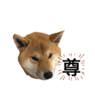 きつねよりの犬（個別スタンプ：27）