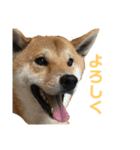 きつねよりの犬（個別スタンプ：28）