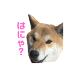 きつねよりの犬（個別スタンプ：29）