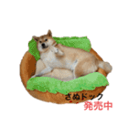 きつねよりの犬（個別スタンプ：31）