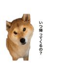 きつねよりの犬（個別スタンプ：32）