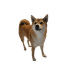 きつねよりの犬（個別スタンプ：33）