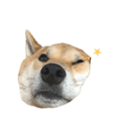 きつねよりの犬（個別スタンプ：34）