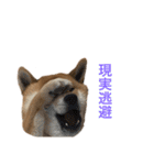 きつねよりの犬（個別スタンプ：35）