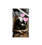 猫と雪だるまと友達になろうとしてる猫（個別スタンプ：2）