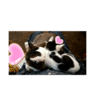 猫と雪だるまと友達になろうとしてる猫（個別スタンプ：3）