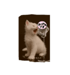 猫と雪だるまと友達になろうとしてる猫（個別スタンプ：4）
