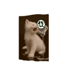 猫と雪だるまと友達になろうとしてる猫（個別スタンプ：6）