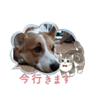 もふアニマル（個別スタンプ：6）