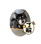 仲良し柴犬12（個別スタンプ：2）