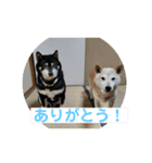 仲良し柴犬12（個別スタンプ：5）