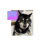 仲良し柴犬14（個別スタンプ：4）