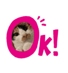 まゆことうしお、ときどきぽるがいます。（個別スタンプ：13）